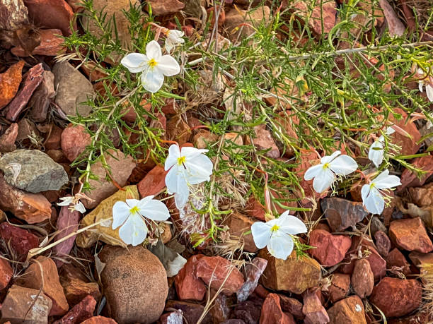 istock White wildflowers in Arizona on red sandstone 1777574227
