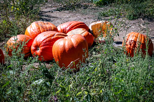 Pumpkins in a field ready to harvest