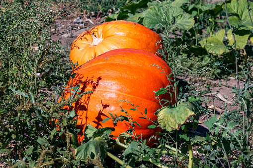 Pumpkin in a field ready to harvest