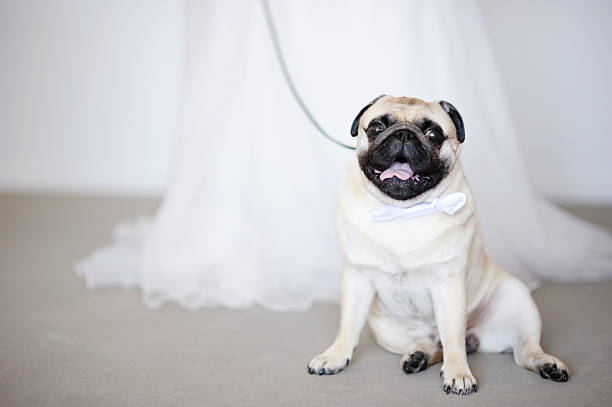 Funny dog at wedding stock photo