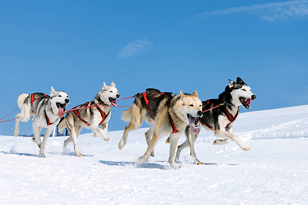 istock sportive dogs in the snow 177757643