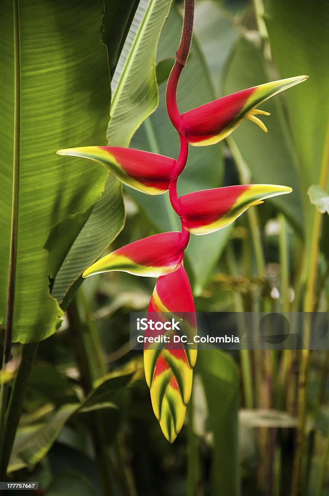 Red Heliconia Flower A red heliconia flower in a forest in Colombia. Heliconia Stock Photo