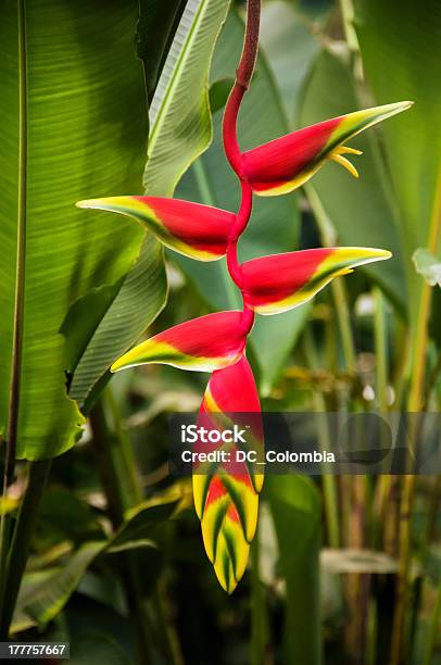 Red Heliconia Flower Stock Photo - Download Image Now - Heliconia, Lobster - Animal, Beauty In Nature