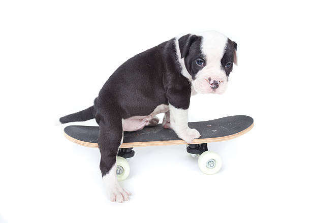 istock Bulldog pups playing on white background 177757751