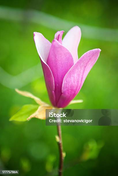 Fiore Di Magnolia - Fotografie stock e altre immagini di Bellezza naturale - Bellezza naturale, Bocciolo, Capolino