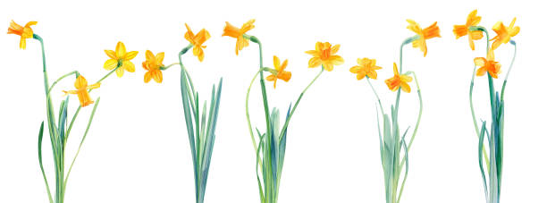 istock watercolor spring flowers, yellow daffodils, transparent background 1777579592