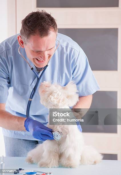 Veterinario Y Perros Foto de stock y más banco de imágenes de Adulto - Adulto, Adulto joven, Alegre