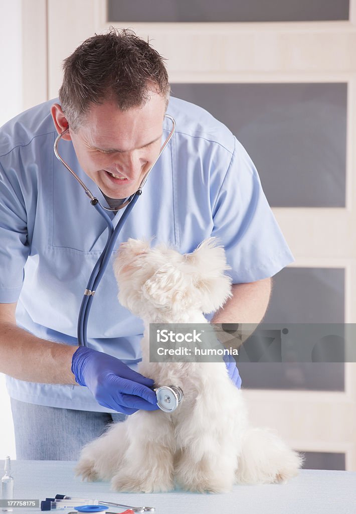 Veterinário e cão - Royalty-free Adulto Foto de stock