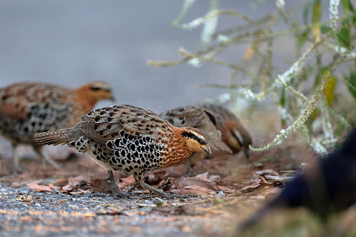 Beautiful partridge bird, a small flock of adult Mountain bamboo partridge, low angle view, side shot, foraging seeds in nature of the foothills with white flower in sidewalk, in tropical moist montane forest, national park in high mountain of northern Thailand.