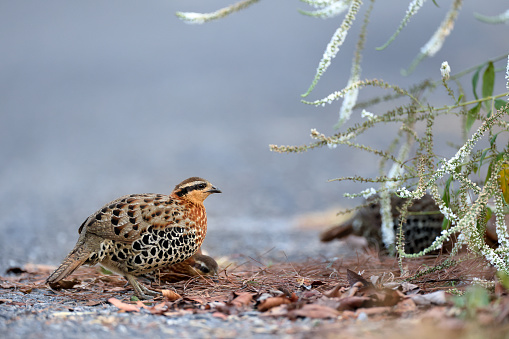 Beautiful partridge bird, a small flock of adult Mountain bamboo partridge, low angle view, side shot, foraging seeds in nature of the foothills with white flower in sidewalk, in tropical moist montane forest, national park in high mountain of northern Thailand.