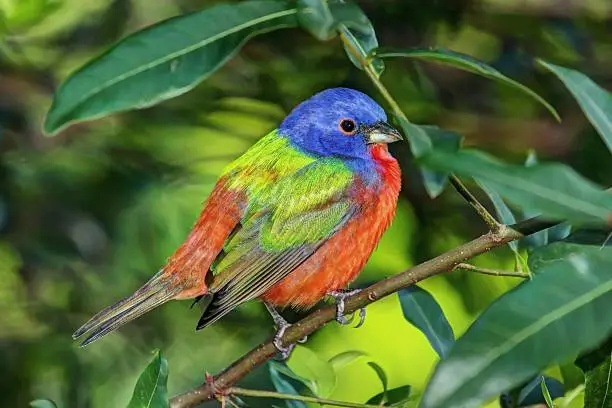 Colorful Painted Bunting (Passerina ciris) on a log