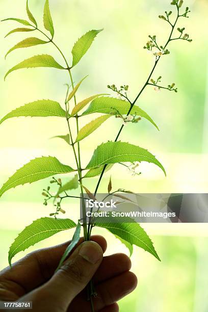 Hand Holding Niem Sorgt Stockfoto und mehr Bilder von Ayurveda - Ayurveda, Blatt - Pflanzenbestandteile, Fotografie