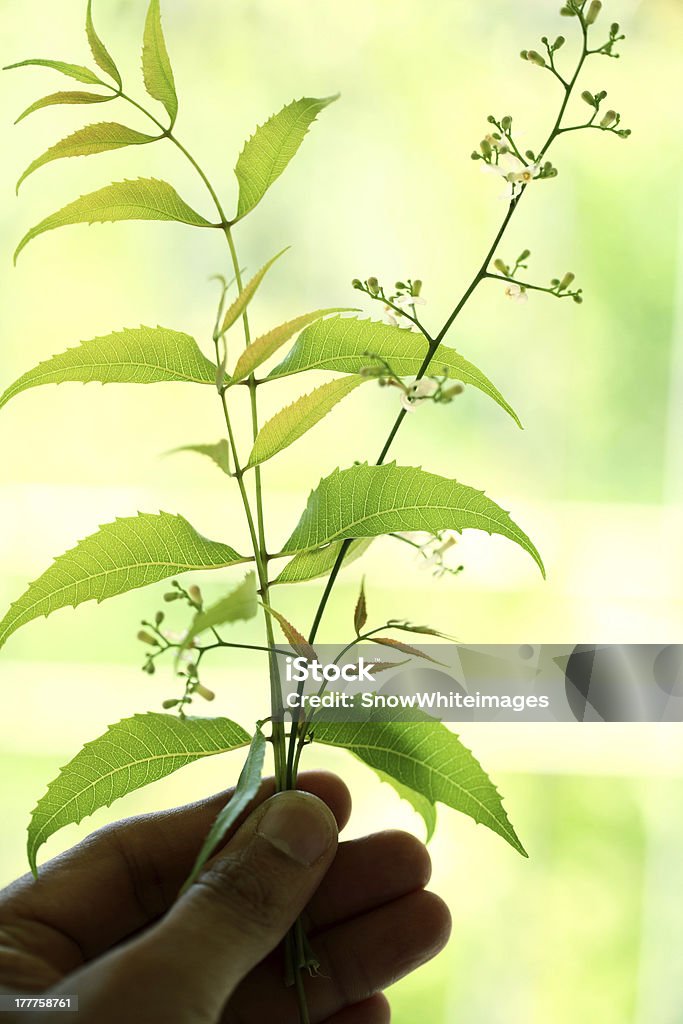 Mano tenendo neem foglie - Foto stock royalty-free di Ayurveda