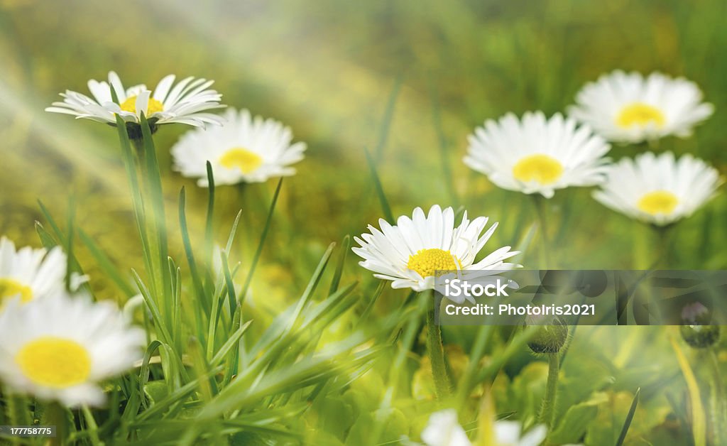 Bellissimo daisy - Foto stock royalty-free di Ambientazione esterna