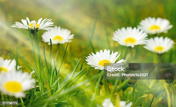 Bellissimo Daisy - Fotografie stock e altre immagini di Ambientazione esterna - Ambientazione esterna, Ambientazione tranquilla, Aprile