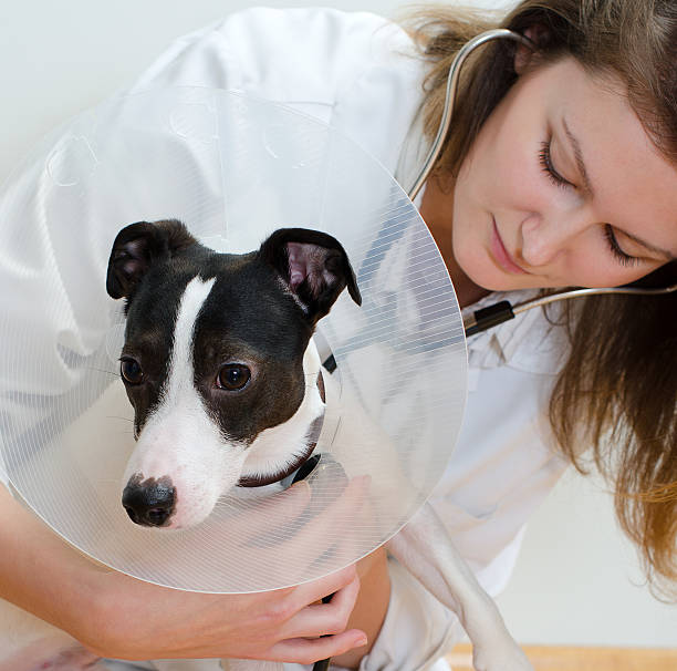 istock Veterinarian examining jack russell terrier 177758864