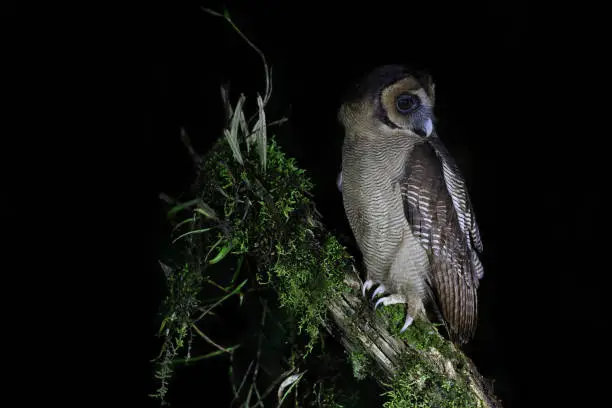 Closed up nocturnal bird in silhouette, adult Brown wood-owl, low angle view, side shot, in the night sitting on the branch of tropical tree in nature of tropical moist montane forest, national park in high mountain of northern Thailand.