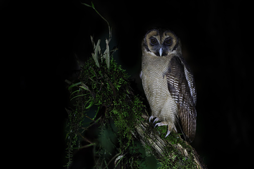 Closed up nocturnal bird in silhouette, adult Brown wood-owl, low angle view, side shot, in the night sitting on the branch of tropical tree in nature of tropical moist montane forest, national park in high mountain of northern Thailand.