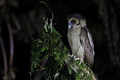 Nocturnal bird in silhouette : adult Brown wood-owl (Strix leptogrammica).