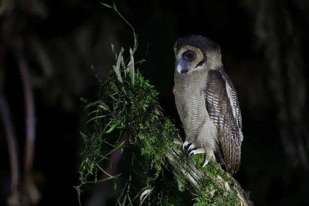 Closed up nocturnal bird in silhouette, adult Brown wood-owl, low angle view, side shot, in the night sitting on the branch of tropical tree in nature of tropical moist montane forest, national park in high mountain of northern Thailand.