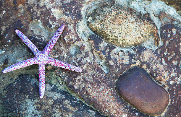 istock Background of sea star and stones 177759325