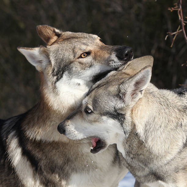 istock Czechoslovakian wolfdog courting Saarloos bitch 177759384