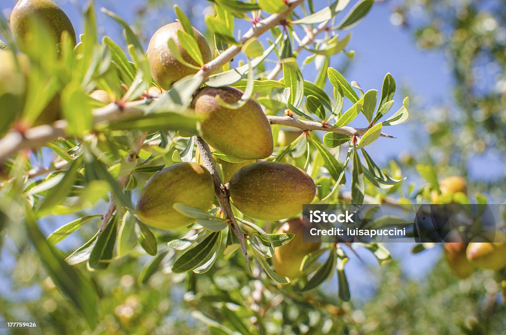 Frutta su Albero di Argan - Foto stock royalty-free di Albero di argan