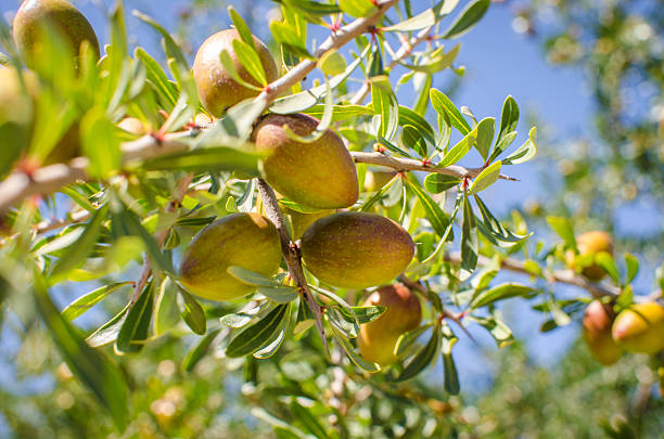 Argan fruits on tree stock photo