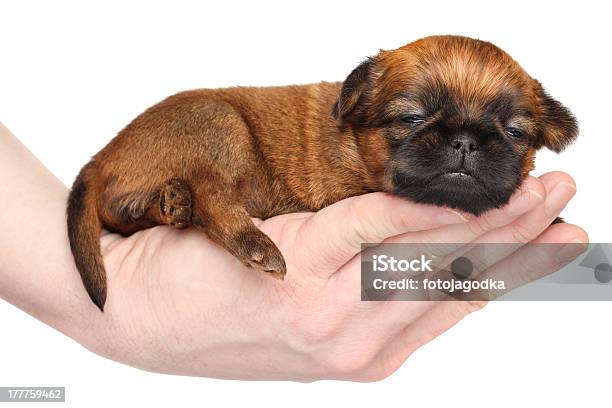 그리폰테리어 강아지 라잉 보유 갈색에 대한 스톡 사진 및 기타 이미지 - 갈색, 강아지-어린 동물, 개