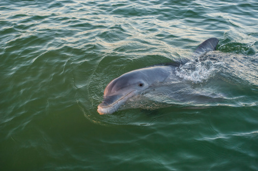 Dolphin swim in Walvis Bay, Namibia