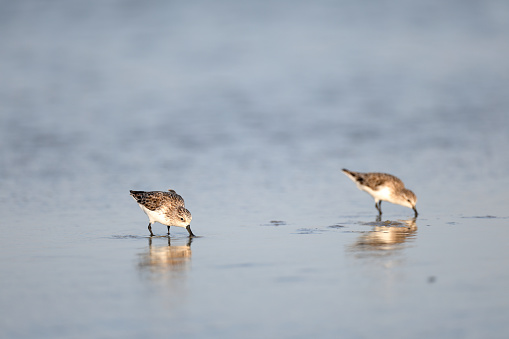 Beautiful small sea bird, adult Spoon-billed sandpiper and other sea birds, low angle view, front shot, in warm light morning walking and foraging along the coastline of the Gulf of Thailand, in nature of tropical climate, central Thailand.