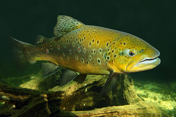 die brown trout (salmo trutta). - brown trout stock-fotos und bilder