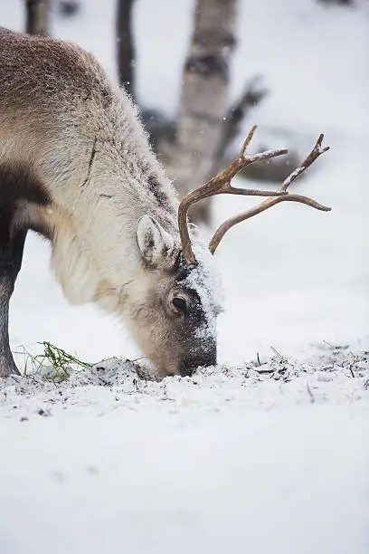 Photo of Reindeer Eat Grass in a Winter Forest