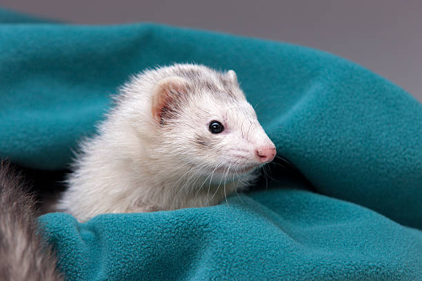 istock White ferret in green cloth 177759820