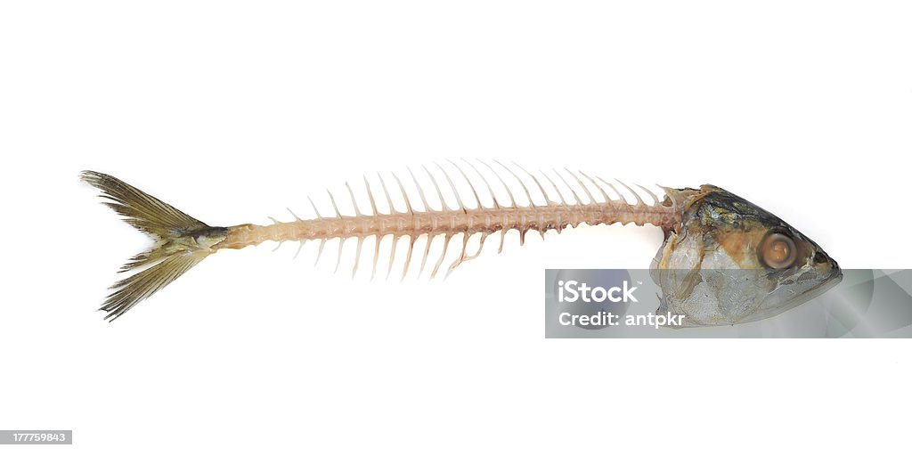 Fishbone - Lizenzfrei Tierknochen Stock-Foto