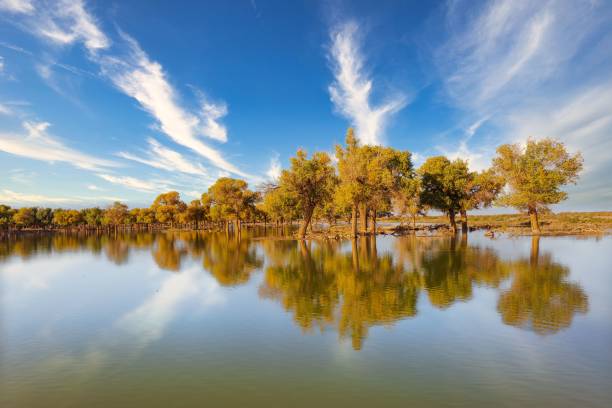 istock Scenic view of a poplar forest reflecting on a lake 1777599091