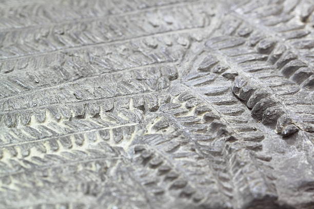 samambaia primitivo fóssil - fossil leaves imagens e fotografias de stock