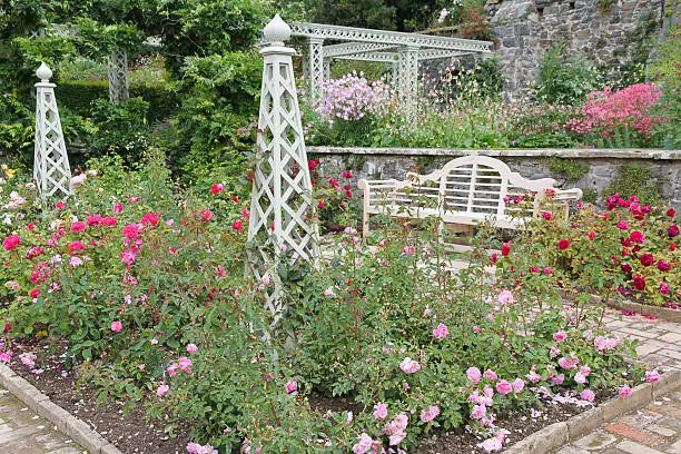Typical English Rose Garden in Summer Bloom. 