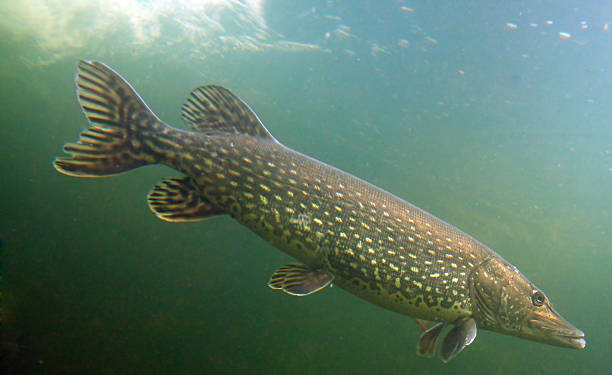 istock The Northern Pike (Esox Lucius). 177760544
