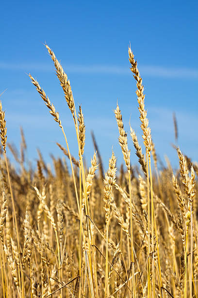 istock Ears of wheat 177761276