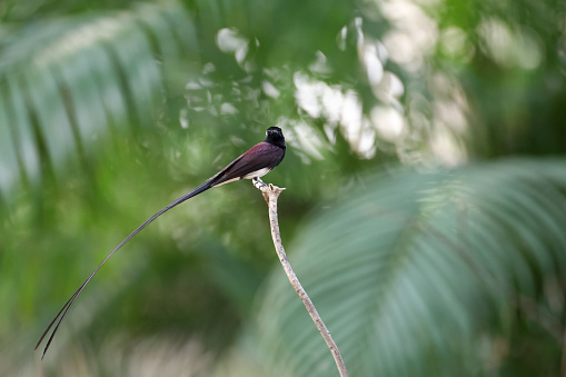 Beautiful small flycatcher bird, adult male Japanese paradise-flycatcher also known as Black paradise flycatcher, uprisen angle view, side shot, in the morning under the clear sky foraging on the small curve twig of tropical tree in nature of tropical climate, central Thailand.