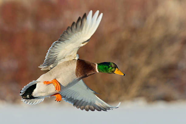 Mature mallard drake coming in for a landing Drake Mallard in flight mallard duck stock pictures, royalty-free photos & images