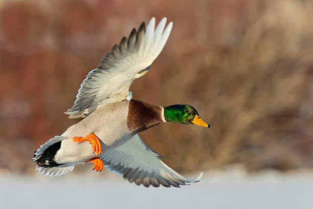 mature mallard drake coming in for a landing - 鴨子 個照片及圖片檔