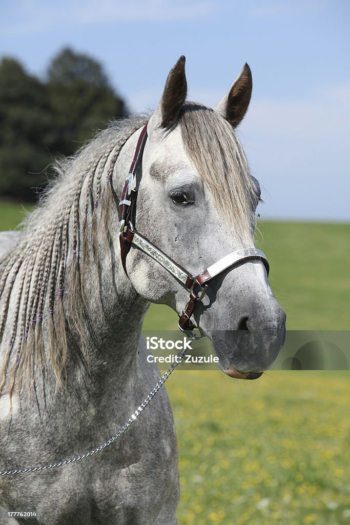 Portrait of quarter horse Portrait of quarter horse in front of beautiful scenery in spring Animal Stock Photo