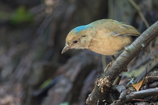 Closed up beautiful pitta bird, adult male Blue-naped pitta, low angle view, front shot, foraging in early morning on the fallen branch of the tropical tree in nature of tropical moist montane forest, northern Thailand.