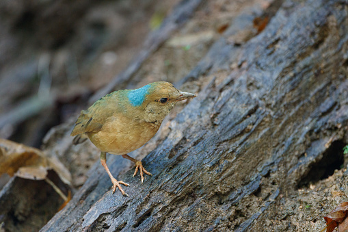 Closed up beautiful pitta bird, adult male Blue-naped pitta, low angle view, front shot, foraging in early morning on the rock of the foothill in nature of tropical moist montane forest, northern Thailand.