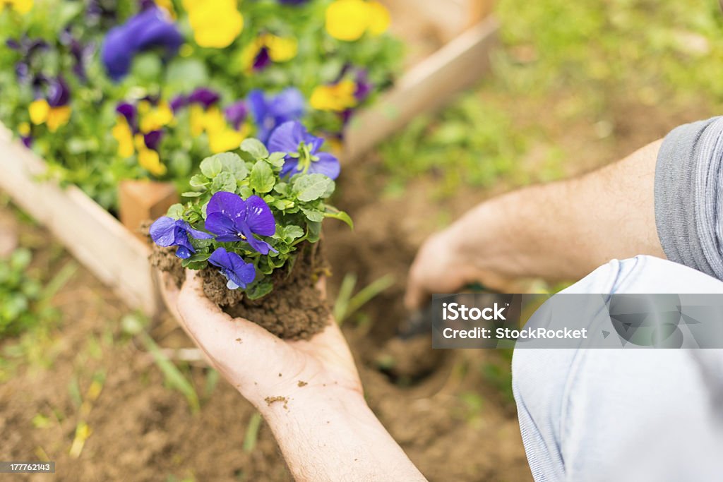 Plantação de flores - Foto de stock de Adulto royalty-free