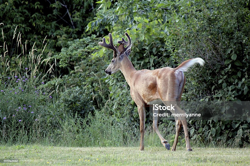 Rabo Branco Buck com chifres caminhada na floresta - Foto de stock de Abelharuco de Rabo Branco royalty-free