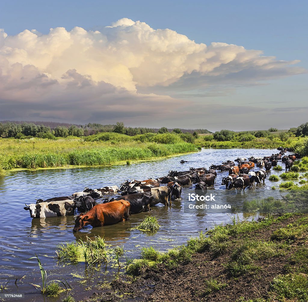 Vaches wade Traversez la rivière - Photo de Agriculture libre de droits