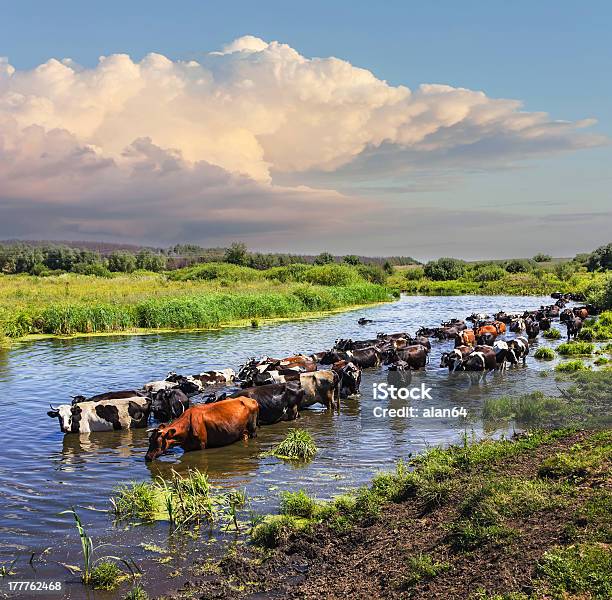 Photo libre de droit de Vaches Wade Traversez La Rivière banque d'images et plus d'images libres de droit de Agriculture - Agriculture, Arbre, Bovin